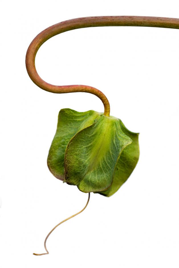 Cobaea Scandens.jpg